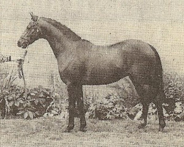 Deckhengst Camargue Tribute (British Riding Pony, 1986, von Keston Tribune)