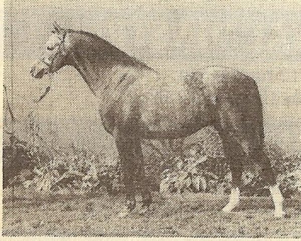 Pferd Pendley Ermine (British Riding Pony,  , von Wingrove Minkino)