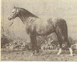 horse Pendley Ermine (British Riding Pony,  , from Wingrove Minkino)