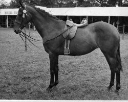 broodmare Firefly IV (Arab half breed / Partbred,  , from Foxall x)