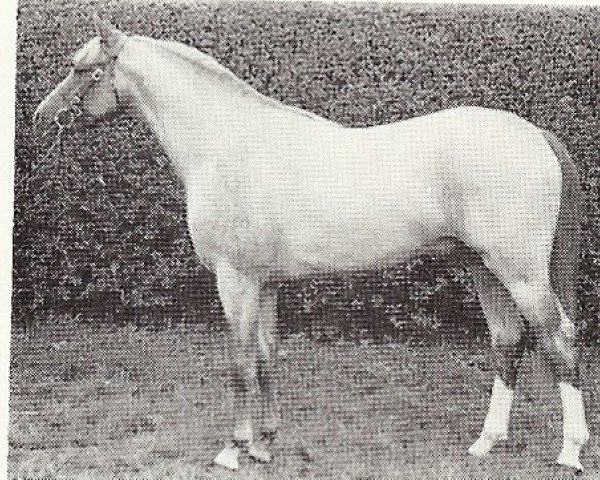stallion Minto (British Riding Pony, 1963, from Criban Victor)