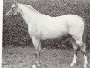 stallion Minto (British Riding Pony, 1963, from Criban Victor)