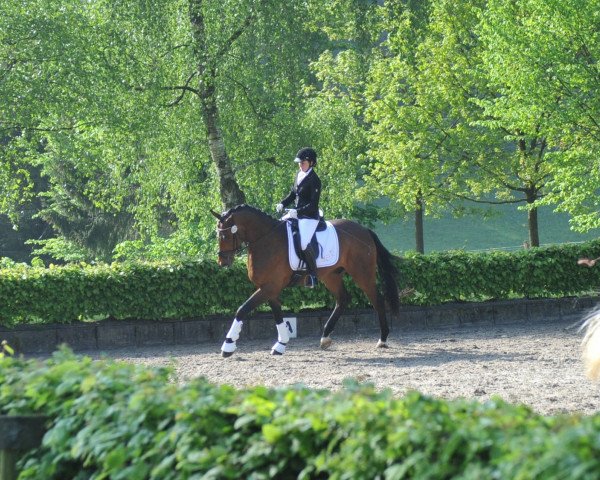dressage horse Re Coccolo B (Westphalian, 2012, from Rosengold)