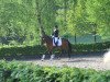 dressage horse Re Coccolo B (Westphalian, 2012, from Rosengold)