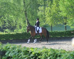 dressage horse Re Coccolo B (Westphalian, 2012, from Rosengold)