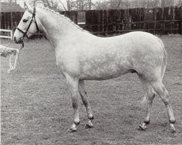 Deckhengst Norwood Vagrant (British Riding Pony, 1961, von Cusop Vagabond)