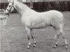 stallion Norwood Vagrant (British Riding Pony, 1961, from Cusop Vagabond)