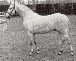 stallion Norwood Vagrant (British Riding Pony, 1961, from Cusop Vagabond)