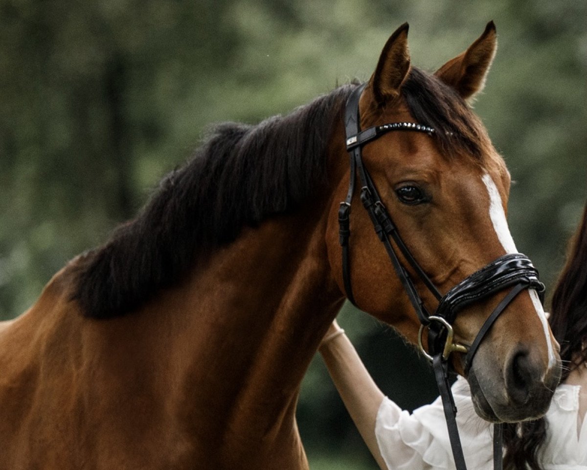 Springpferd Kingsroad's Klaus (Holsteiner, 2017, von Kingsroad)