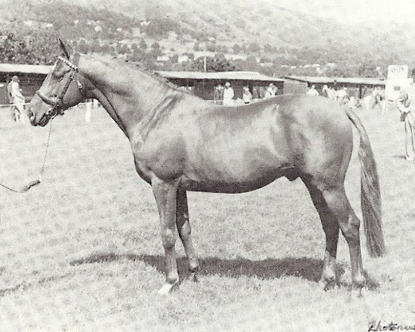 stallion Widdicombe Fair (Hack (horse), 1956, from Turton Fair xx)