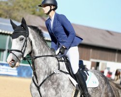 jumper Elischewa (KWPN (Royal Dutch Sporthorse), 2018, from Especial)