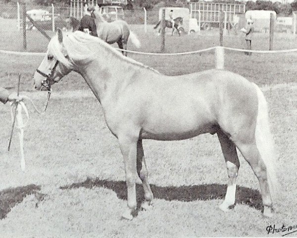 stallion Gaulden Gadabout (British Riding Pony, 1963, from Solway Master Bronze)