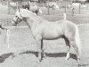 stallion Gaulden Gadabout (British Riding Pony, 1963, from Solway Master Bronze)