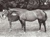 broodmare Ermine Toes x (Anglo-Arabs, 1956, from Mikeno 1949 ox)