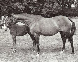 broodmare Ermine Toes x (Anglo-Arabs, 1956, from Mikeno 1949 ox)