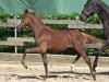 dressage horse Hengst von Opoque / Sir Donnerhall I (Oldenburg, 2023, from Opoque)