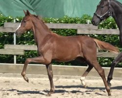 dressage horse Hengst von Opoque / Sir Donnerhall I (Oldenburg, 2023, from Opoque)