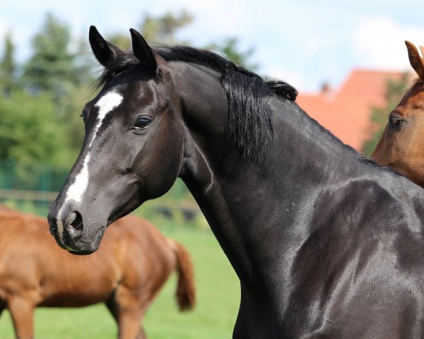 broodmare Tausendundeine Nacht (Oldenburg, 2018, from Totilas)