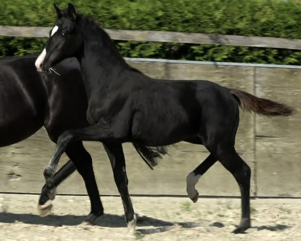 dressage horse Hengst von Feliciano / Totilas (Oldenburg, 2023, from Feliciano)