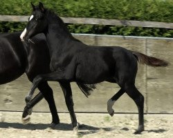 dressage horse Hengst von Feliciano / Totilas (Oldenburg, 2023, from Feliciano)