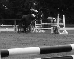 jumper Eitel 9 (Trakehner, 1992, from Isotop)