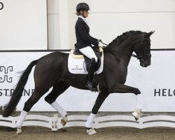 stallion Galaxico (Hanoverian, 2020, from Kastel's Grand Galaxy Win)