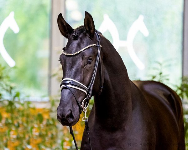 dressage horse Global Beat (Hanoverian, 2020, from Global Player OLD)