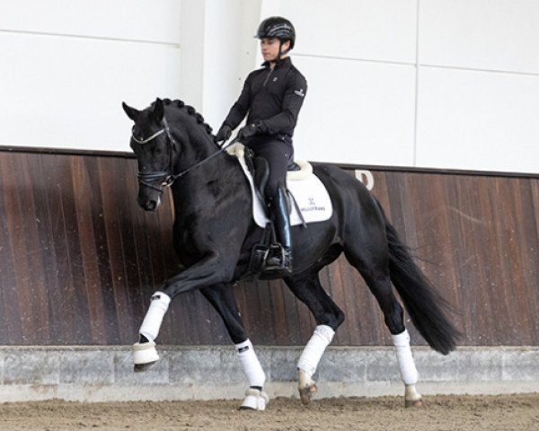 dressage horse Krokant Star (Rhinelander, 2019, from Kremlin Md)