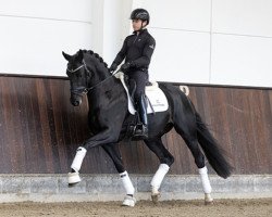 stallion Krokant Star (Hanoverian, 2019, from Kremlin Md)