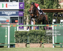 jumper Gamin van't Naastveldhof (Belgian Warmblood, 2012, from Tannenhof's Chacco Chacco)