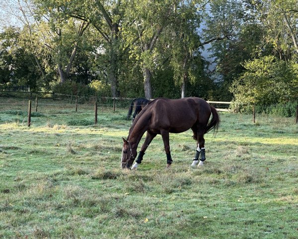 dressage horse Diamonid (Oldenburg, 2015, from Diamond Hit)