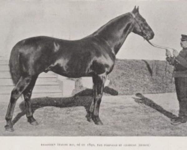 stallion Ragotsky xx (Thoroughbred, 1890, from Perplexe xx)