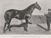 stallion Ragotsky xx (Thoroughbred, 1890, from Perplexe xx)
