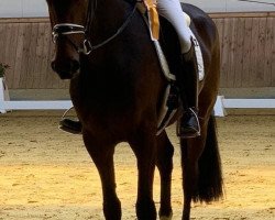 dressage horse Flora (Westphalian, 2020, from First Deal)