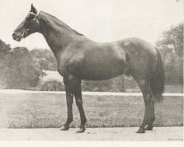 stallion Perplexe xx (Thoroughbred, 1872, from Vermouth xx)