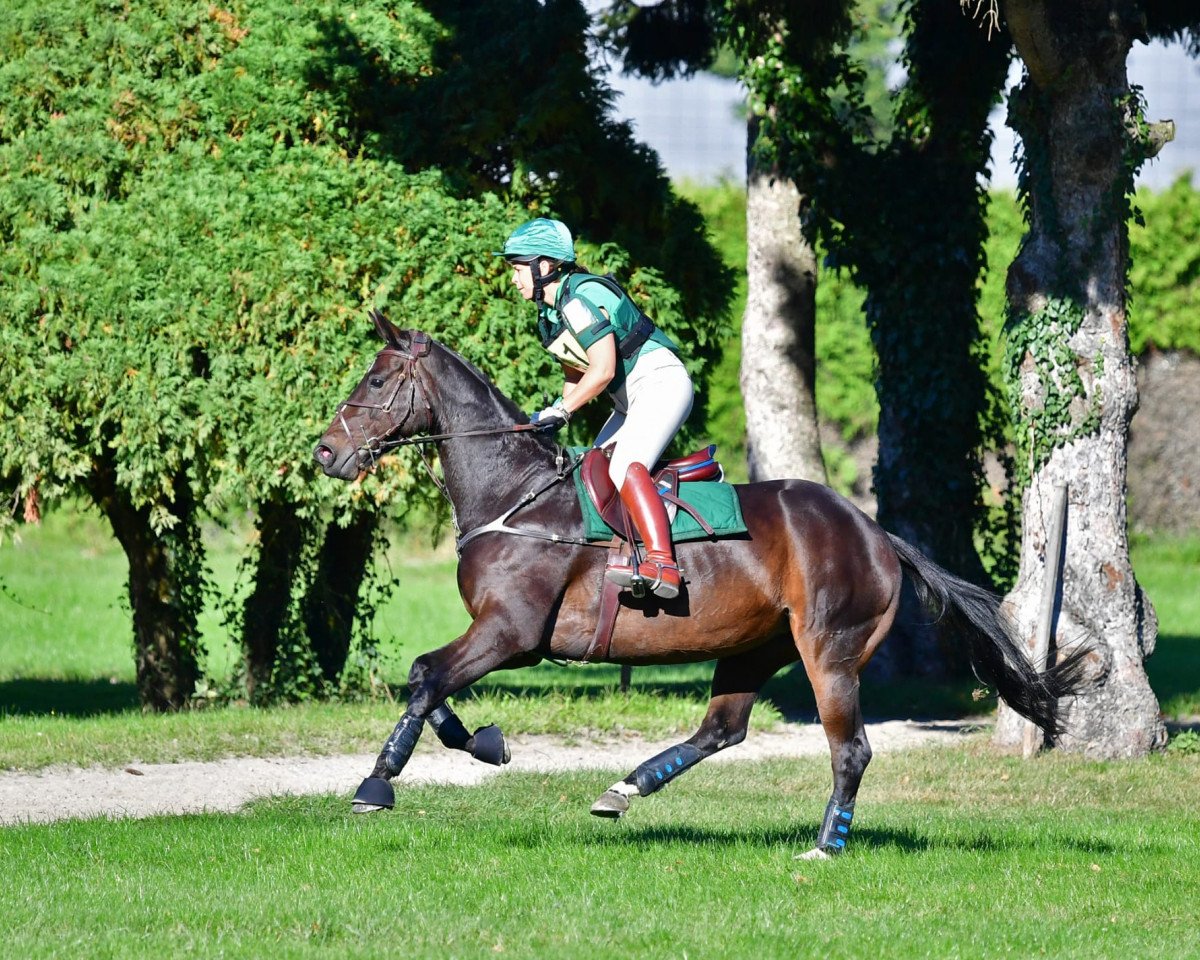 dressage horse Little Sunshine Tst (Hanoverian, 2014, from Lemony's Nicket)