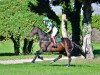 dressage horse Little Sunshine Tst (Hanoverian, 2014, from Lemony's Nicket)