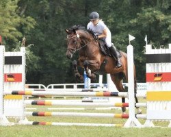 jumper Coco Chanel 307 (German Sport Horse, 2016, from Corrado Boy)