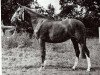 Zuchtstute Pennhill Bo-Peep (British Riding Pony, 1963, von Bwlch Zingari)