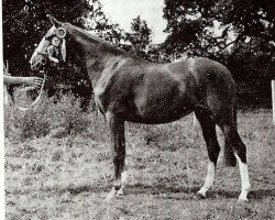 Zuchtstute Pennhill Bo-Peep (British Riding Pony, 1963, von Bwlch Zingari)