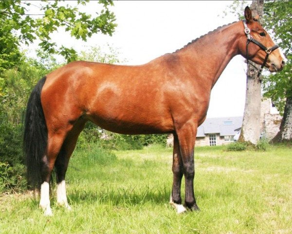 broodmare Unnati de Hus (Selle Français, 2008, from Lamm de Fétan)