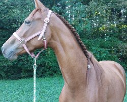 broodmare Coer de la Fleur (German Sport Horse, 2020, from Candyman)