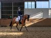 dressage horse Little DJ (Welsh, 2013, from Brouwershaven Diamond Hit)