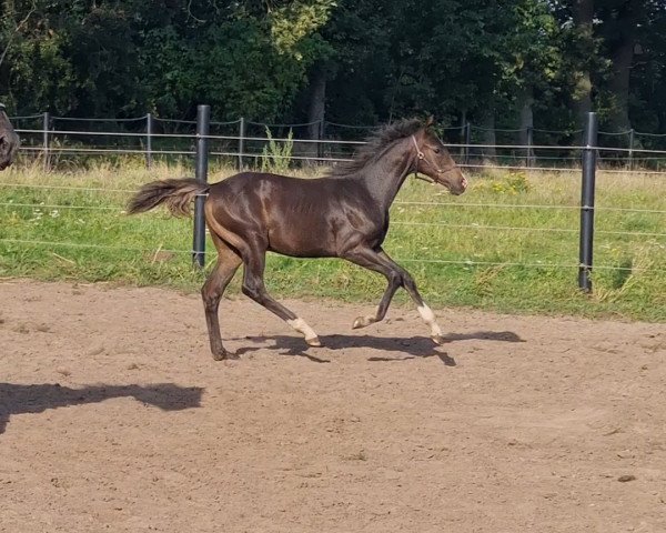 Springpferd Conrad's Liebe B (Westfale, 2023, von Chubakko)