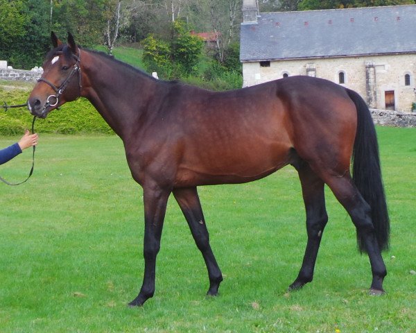 stallion Vincy de Beau Présage (Selle Français, 2009, from Quaprice Z)