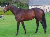 stallion Vincy de Beau Présage (Selle Français, 2009, from Quaprice Z)