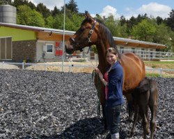 broodmare Cecile de Maron (Oldenburg, 2005, from Rohdiamant)