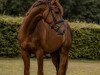 dressage horse Let’s Dance (Westphalian, 2019, from Le Vivaldi)