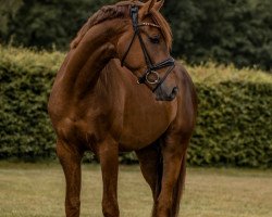 dressage horse Let’s Dance (Westphalian, 2019, from Le Vivaldi)