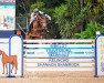 Pferd Hst Charlene Imperio Egipcio (Brasilianisches Reitpferd, 2012, von Chester Z)